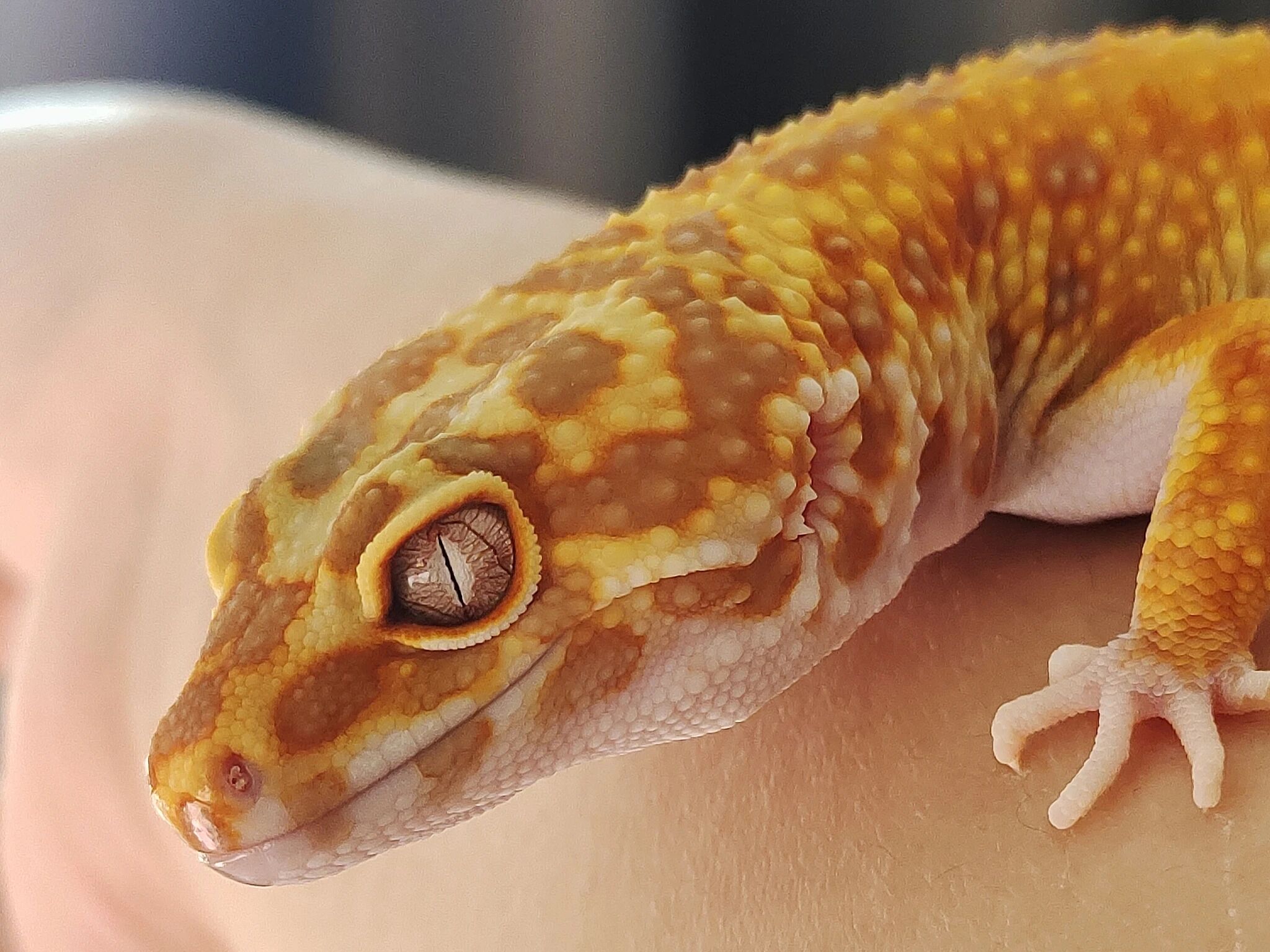 动物课程之异宠科学与责任教育课程