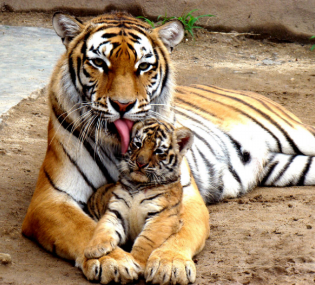 城市系列课程之动物园文化与历史