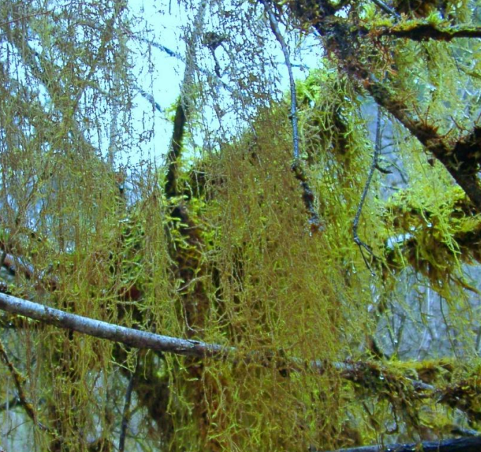 微观之美——苔藓植物世界探秘