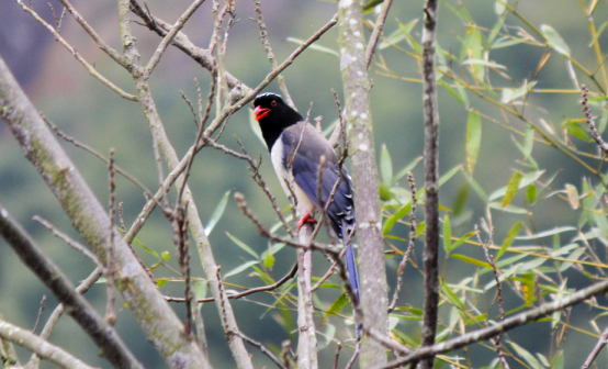 动物科普系列课程之鸟类基础科普