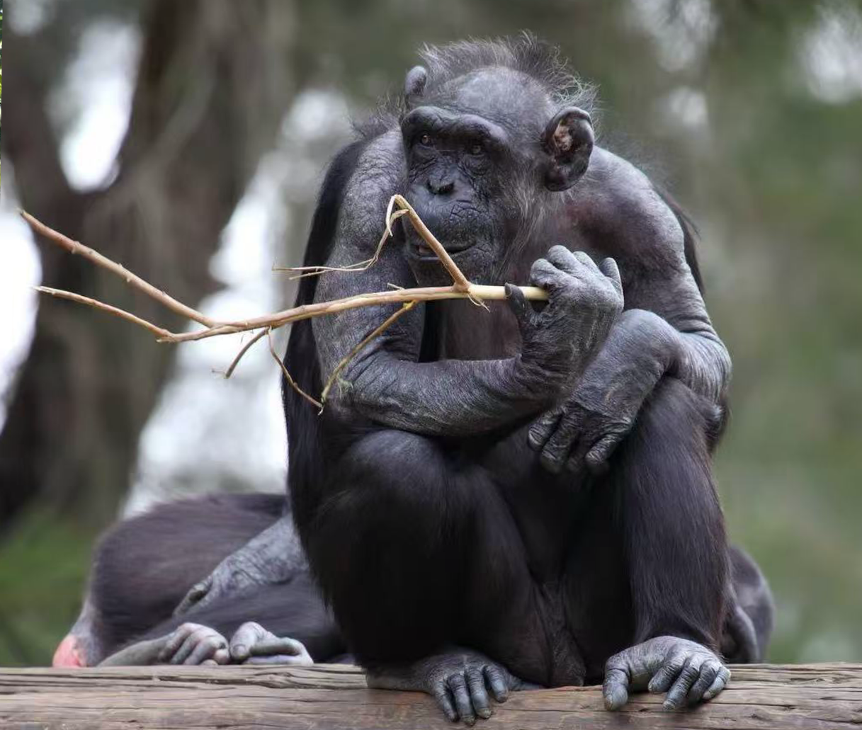 动物行为与生态调查探索课程