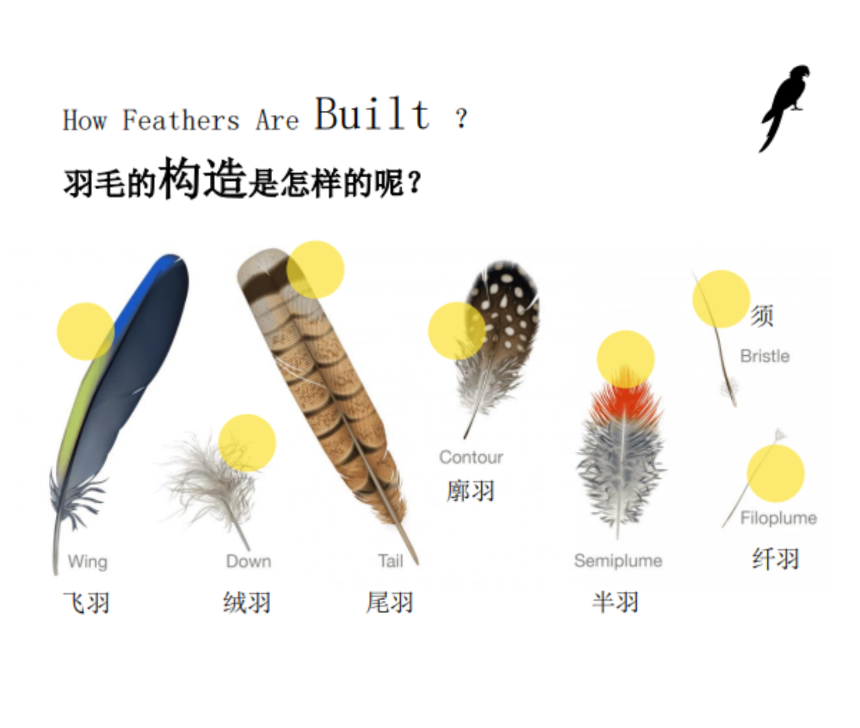 动物系列课程之从一根羽毛读懂鸟类世界