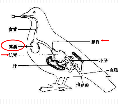 鸟类生物学与观鸟入门