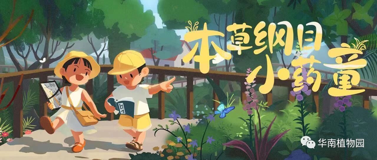 本草纲目小药童