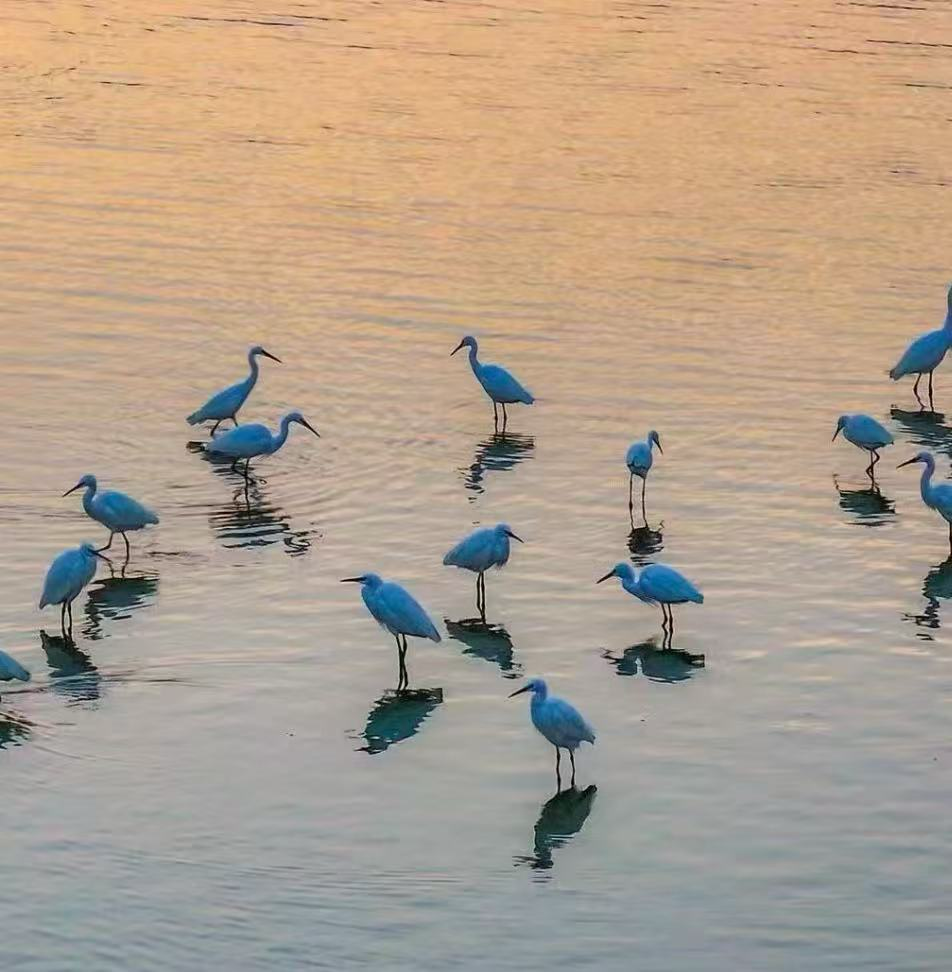 自然与城市课程动物系列之观鸟课程